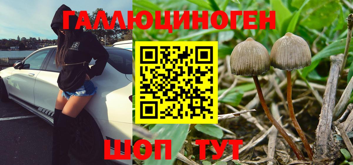 Галлюциногенные грибы Cubensis Тулун